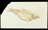 Knightia Fossil Fish - Wyoming #85478-1